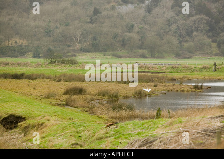 Ein Seidenreiher bei Leighton Moss Silverdale Lancashire UK diese Heron wie Vögel nisten in Großbritannien vor kurzem begonnen haben Stockfoto