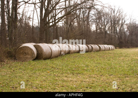 Rollen von Heu auf dem Feld Stockfoto