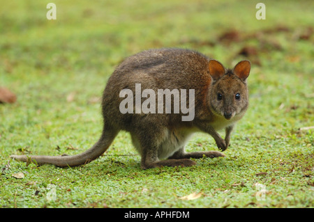 Wild Red necked Pademelon (Thylogale thetis) in Lamington National Park, Australien Stockfoto