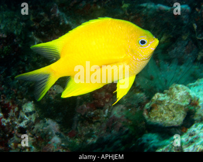 Goldener Riffbarsch Amblyglyphidodon Aureus Agincourt Reef Great Barrier Reef Nord-Queensland-Australien Stockfoto