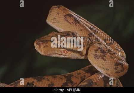 Amazon Tree Boa Kopf aufgerollt Stockfoto