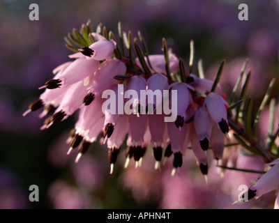 Winter Heidekraut (Erica elegans Syn. Erica herbacea) Stockfoto