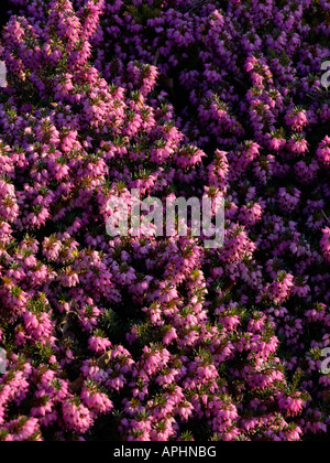 Winter Heidekraut (Erica elegans Syn. Erica herbacea) Stockfoto