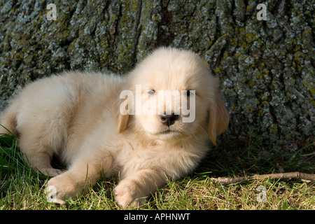 Golden Retriever Welpe (AKC) liegen neben einem Baum Stockfoto