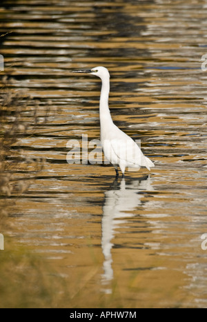 Reiher Egretta Garzetta stehende Seeli Stockfoto