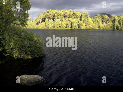 Eine Insel der Bäume in ein Loch in den Highlands von Schottland. Stockfoto