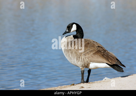 Kanadische Gans stehend an einem kleinen See in Albuquerque, New Mexico Stockfoto