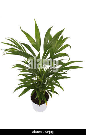 Schmetterling Palm Madagaskar Palme Areca Palme Chrysalidocarpus Lutescens Areca Lutescens Jungpflanze im weißen Topf Stockfoto