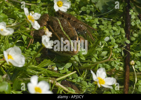 Iberische Pool Frosch (Rana Perezi) Stockfoto