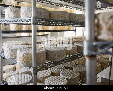 Käse-Reifung in den Regalen. Dies ist eine blaue Ader Käse aus Surrey Stockfoto