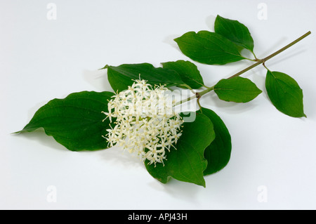 Gemeinsamen Dogberry Hartriegel (Cornus sanguineaund) Zweig mit Blüten und Blättern Studio Bild Stockfoto