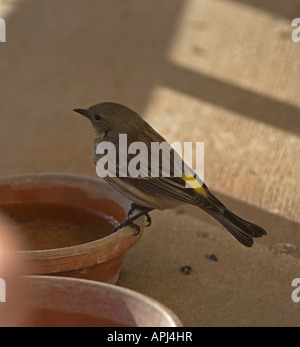 Pine Erlenzeisig, Carduelis Pinus, thront, gelbe Federn an Basis Stockfoto
