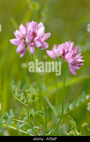 Nachgestellte Crown Vetch (Coronilla Varia, Securigera Varia), Blumen Stockfoto