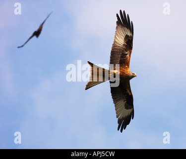 Paar rote Milane Segelfliegen in der Landschaft Stockfoto