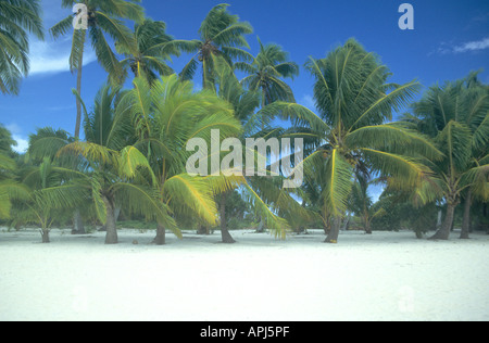 Windige Palmen auf Aitutaki Insel, Teil der Cook Inselkette im Pazifischen Ozean Stockfoto