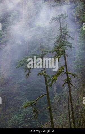 Nebel im Wald oberhalb Metlako Wasserfälle auf Eagle Creek, Oregon Stockfoto