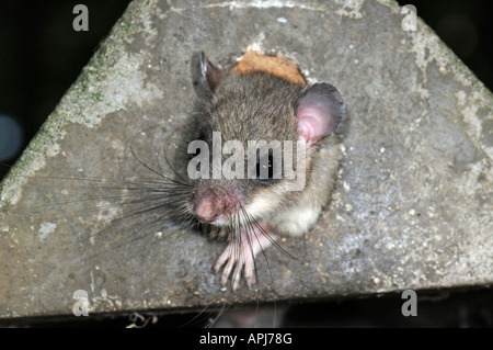 Essbare Siebenschläfer Eichhörnchen tailed Siebenschläfer (Glis Glis) Erwachsenen auf der Flucht durch Flug Loch wie Kasten geöffnet wird Stockfoto