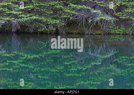 Baum Reflexionen 2 Stockfoto