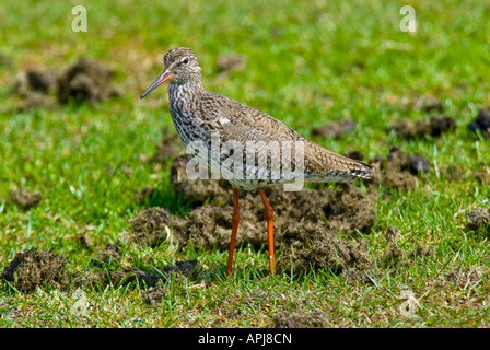 Rotschenkel Tringa Totanus gemeinsame Rotschenkel Stockfoto