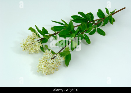 Gemeinsamen Liguster (Ligustrum Vulgare) Zweig mit Blättern und Blüten-Studio-Bild Stockfoto