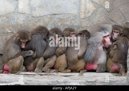 dichten Gruppe von Pavianen Papio hamadryas Stockfoto