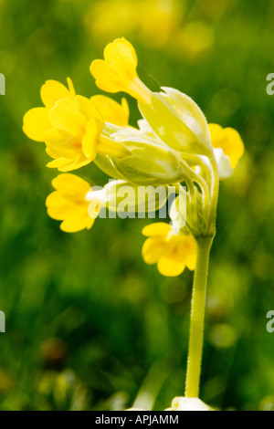 Schlüsselblume, Primula veris Stockfoto