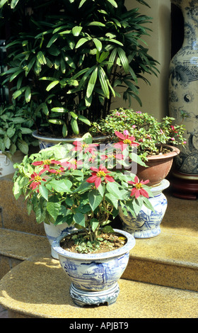 Weihnachtsstern Pflanze, Euphorbia Pulcherrima, in blau und weiß glasierten Topf, Viet Nam Stockfoto