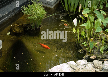 Goldfisch Stockfoto