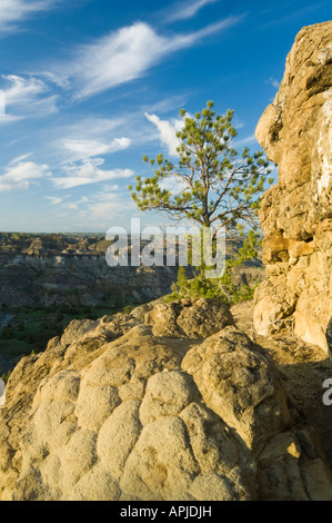 Eine Tanne klammert sich an Felsen Makoshika State Park Montana Stockfoto