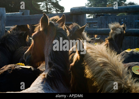 Die jährlichen "New Forest" Pony herbstauktion "Beaulieu Straße "Lyndhurst Hampshire. 2006, 2000 s, HOMER SYKES Stockfoto