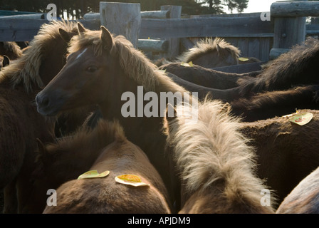 Die jährlichen "New Forest" Pony herbstauktion "Beaulieu Straße "Lyndhurst Hampshire 2006, 2000 s, HOMER SYKES Stockfoto