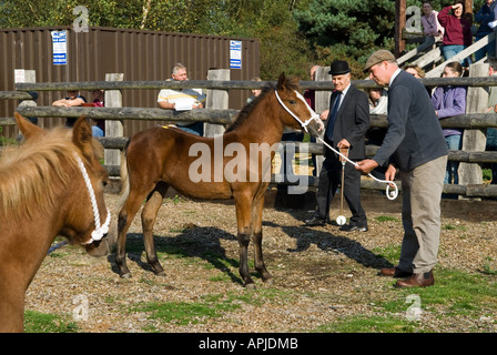 Die jährlichen "New Forest" Pony herbstauktion "Beaulieu Straße "Sales yard Lyndhurst Hampshire 2006, 2000 s, HOMER SYKES Stockfoto