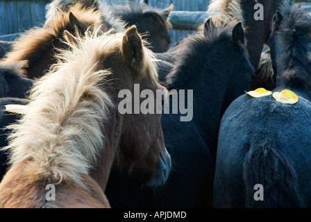 Jährliche New Forest Pony Herbstauktion Beaulieu Straße Hampshire HOMER SYKES Stockfoto