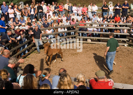 Die jährlichen "New Forest" Pony herbstauktion "Beaulieu Straße "Sales yard Lyndhurst Hampshire. 2006, 2000 s, HOMER SYKES Stockfoto