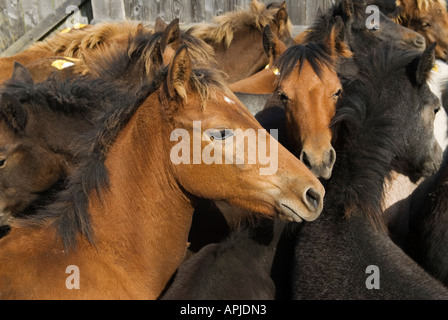 Die jährlichen "New Forest" Pony herbstauktion "Beaulieu Straße "Lyndhurst Hampshire 2006, 2000 s, HOMER SYKES Stockfoto