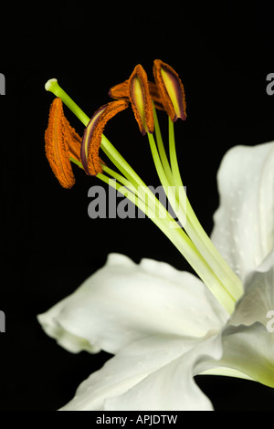 Schließen Sie herauf Bild Lilly Blume Stockfoto