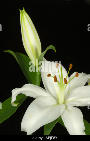 Schließen Sie herauf Bild Lilly Blume Stockfoto