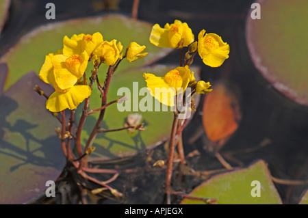 Gemeinsamen stehenden; Größere stehenden (Utricularia Vulgaris), Blüte Stockfoto