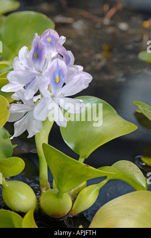 Gemeinsamen Wasser Hyazinth (Eichhornia Crassipes), Blüte Stockfoto