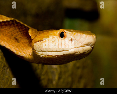 Südlichen Copperhead Agkistrodon Contortrix contortrix Stockfoto