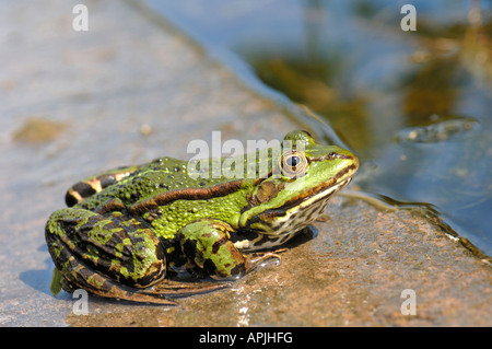 Europäische essbare Frosch (Rana Esculenta), Erwachsene nehmen ein Sonnenbad Stockfoto