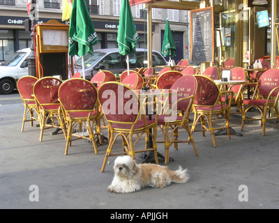 am frühen Morgen Szene im Straßencafé mit Hund in Boulevard Voltaire Paris Frankreich Stockfoto