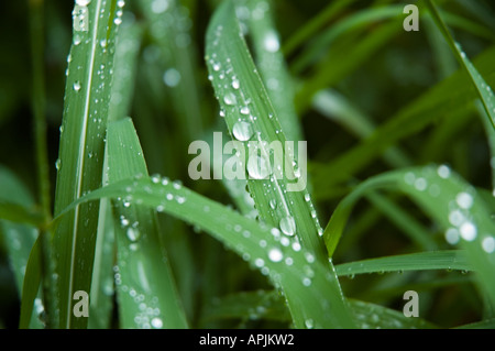 Wassertropfen auf Grashalmen Stockfoto