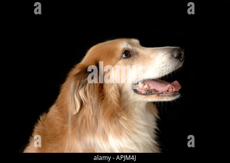 Collie Hund Stockfoto