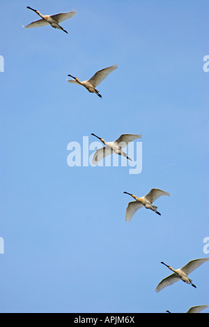 Löffler (Platalea Leucorodia) Gruppe in Linie fliegen Stockfoto