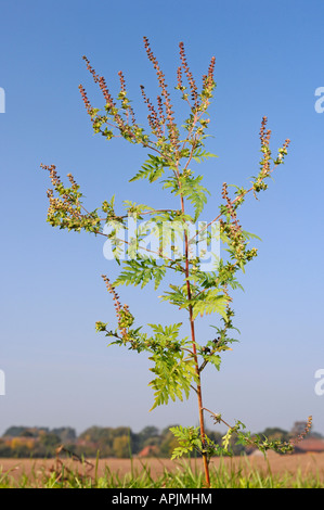 Jährliche Ragweed, Beifußblättrige Ambrosie (Ambrosia Artemisiifolia), blühende Pflanze Stockfoto