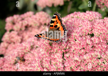 Kleiner Fuchs Schmetterling Aglais Urticae auf Sedum Herbstfreude in Holbrook Garten Devon Stockfoto