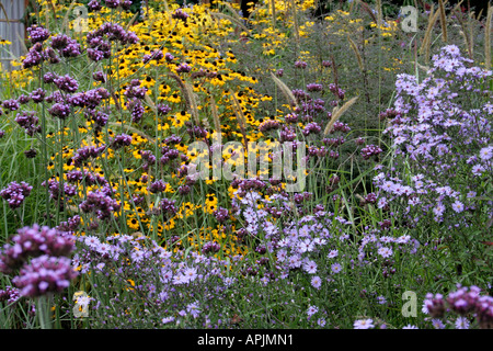 Rudbeckia Subtomentosa Verbena Bonariensis Rudbeckia Triloba und Aster Little Carlow im September Stockfoto