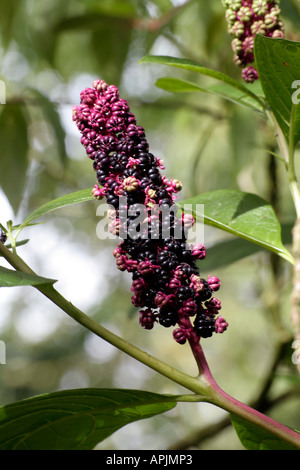 Phytolacca Americana N amerikanischen Frankreich im September möglicherweise giftigen Samen Verschlucken tödlich Stockfoto