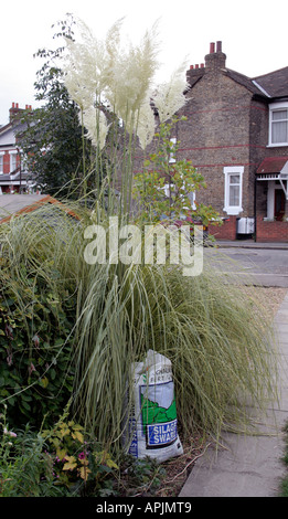 Cortaderia Selloana Aureolineata Gold Band im September in einem South London-Garten Stockfoto